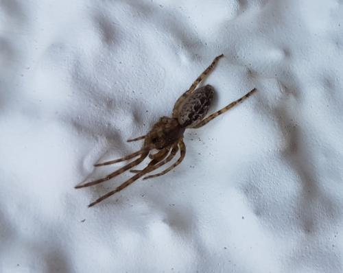 Segestria bavarica